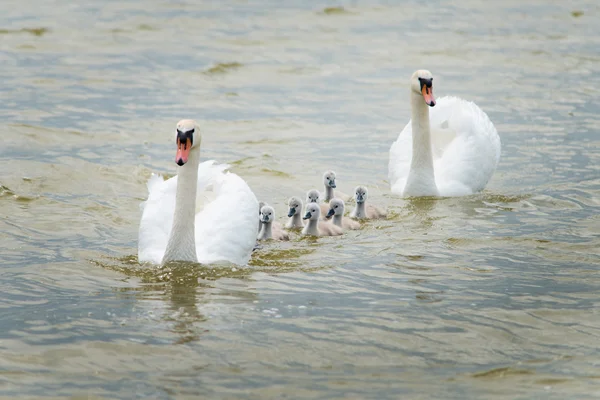 Big family. Swan family on the lake.