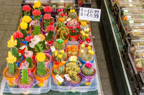 Flower on Sale on a Public Market