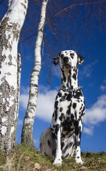 Dog enjoying the sun near the birch