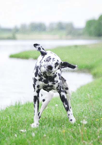 Cute dog shaking off water after swimming in al river or a lake