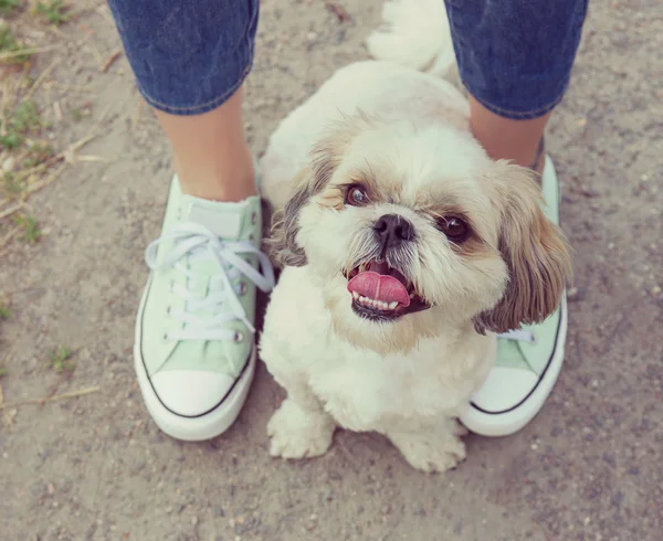 Dog\'s paw feet next to the owner -- walking together (instagram