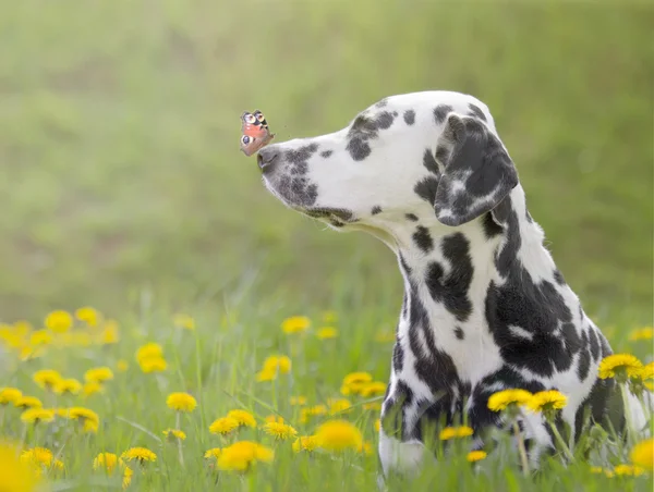 Cute dog with a butterfly on his nose -- toned