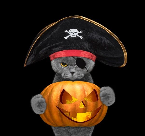 Cute cat in a pirate costume with halloweens pumpkin