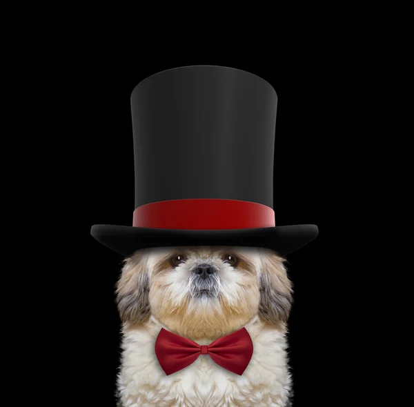 Cute dog in a high hat cylinder and necktie