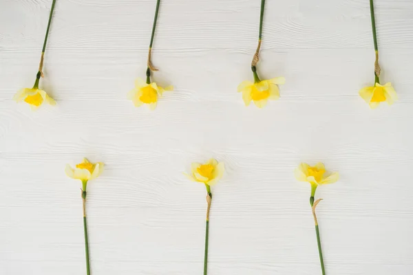Narcissus flowers on white wooden background. Sign of spring, nature awakening.