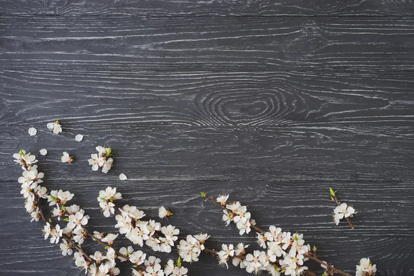 Apricot blossom on dark gray wooden background. Sign of spring, nature awakening.