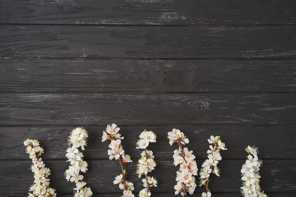 Apricot blossom on black wooden background. Sign of spring, nature awakening.