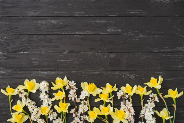 Apricot blossom and narcissus flowers on black wooden background. Sign of spring, nature awakening.