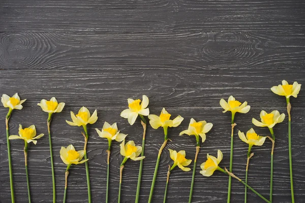 Narcissus flowers on black or dark gray wooden background. Sign of spring, nature awakening.