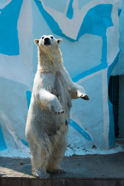Polar bear standing on its hind legs
