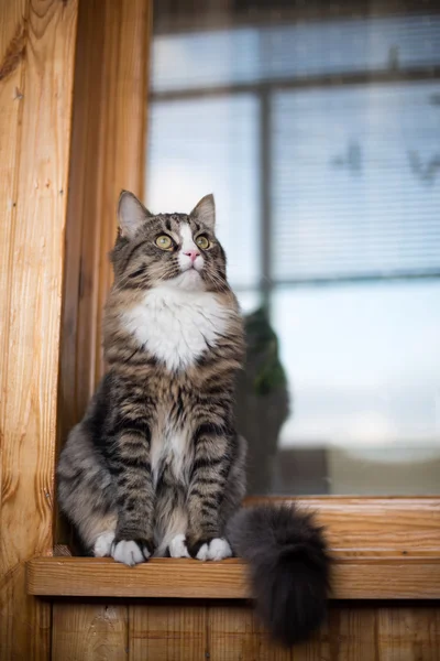 Cat sits on the windowsill. Cat sitting on the home window in sunny day.  Cat relaxing on windowsill