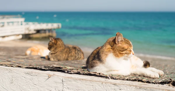 Three cool cats resting on white background pier.