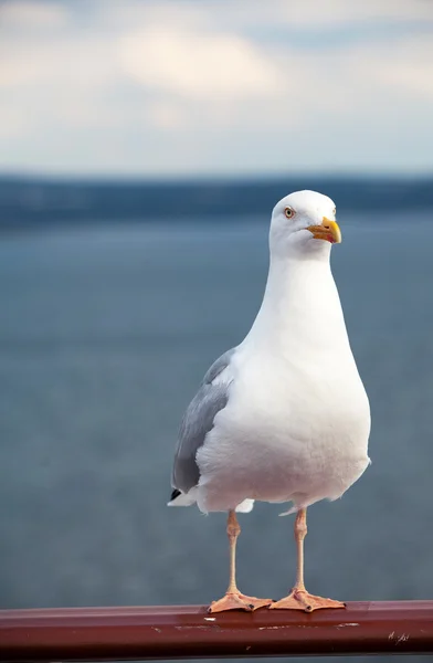 Sea gull on the railing of a cruise ship