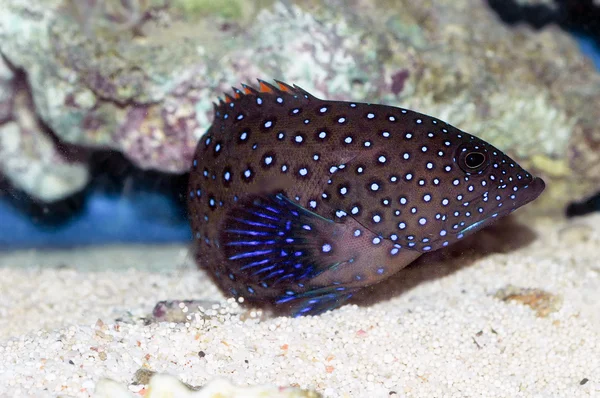 Bluespotted coral grouper (Cephalopholis argus)