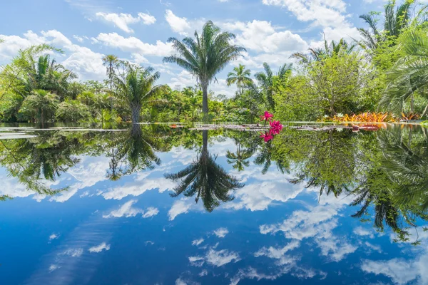 Tropical Paradise - lake an palm trees