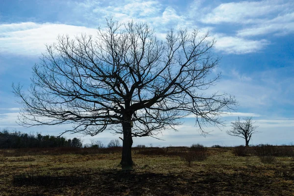 Mysterious scary tree against the blue sky