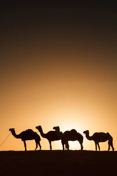 Camel caravan going through the desert during sunset