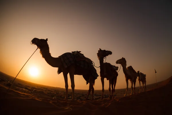 Camel caravan going through the desert during sunset
