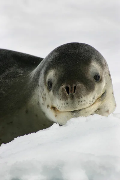 Leopard seal on an iceberg in Antarctica