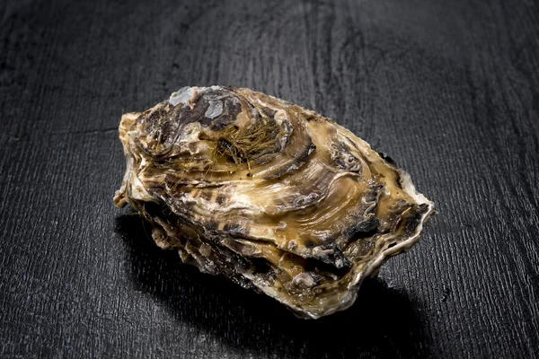 Oyster　 Shell　　Seafood