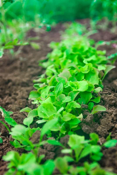 Lettuce growing in the greenhouse