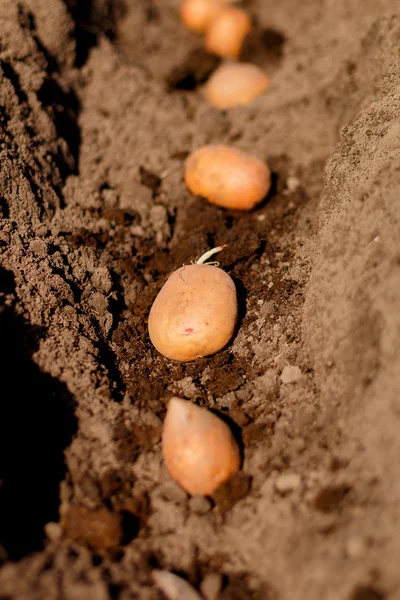 Seed potatoes. planting potato