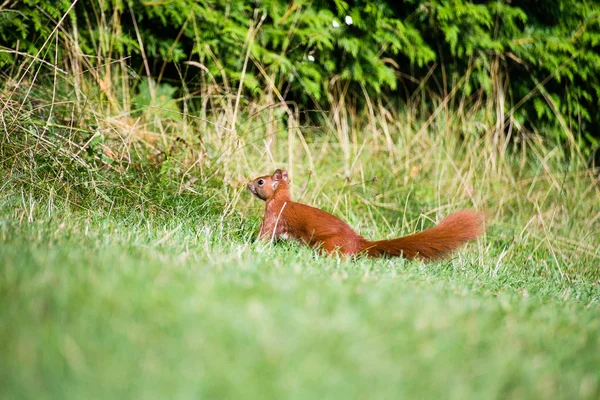 Red squirrel in the garden.