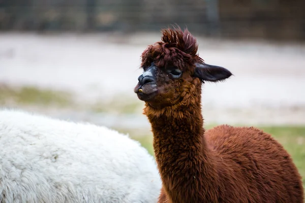 Alpaca with wild, messy, funny hair.