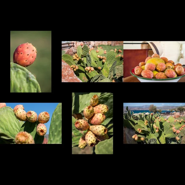 Photo collage of prickly pear cactus fruits.