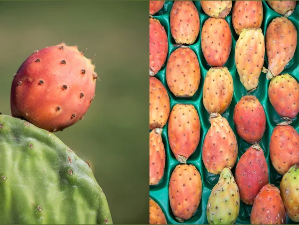 Two phothos collage of ripe prickly pear cactus fruits.