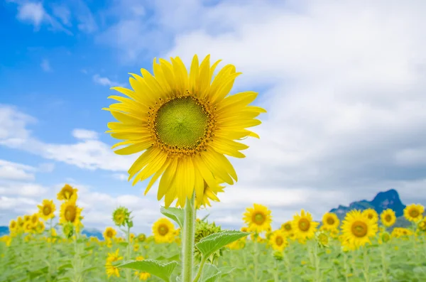 Sunflower field bloom blue sky