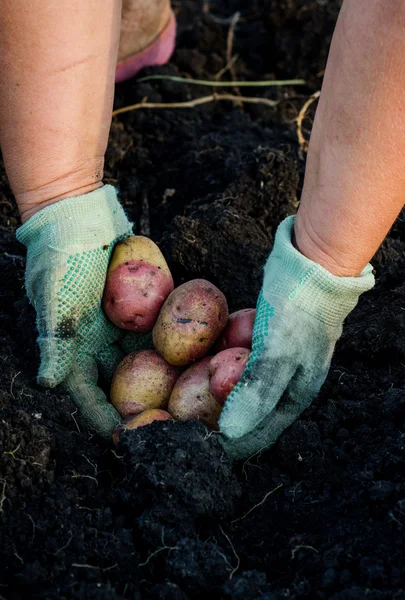 Harvesting the young potatoes in woman hands in the garden