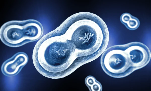 Transparent cells with splitting nucleus, cell membrane and visible chromosomes