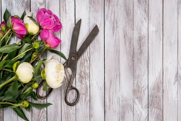 Bouquet of white and pink peonies flowers and vintage scissors on white painted wooden planks. Top view.