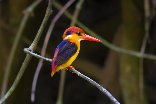 Beautiful bird, cute bird, love bird, Small bird, bird of paradise, Black-backed Kingfisher, Oriental dwarf Kingfisher.