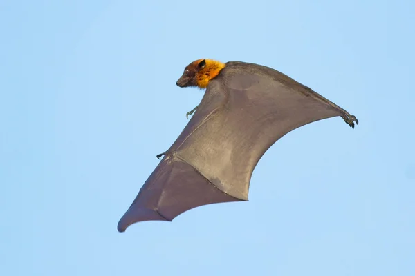 Flying bat on blue