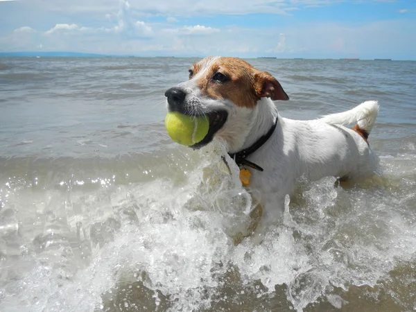 Dog catching the tennis ball in the beach. Jack Russell Terrier