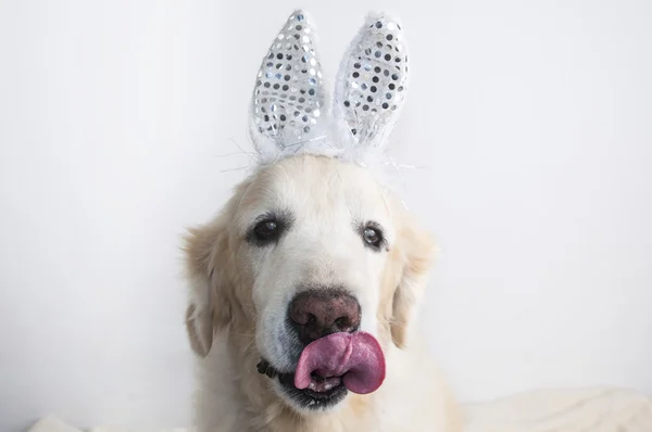 Bunny Golden Retriever dog isolated on white. Bunny ears. Tongue