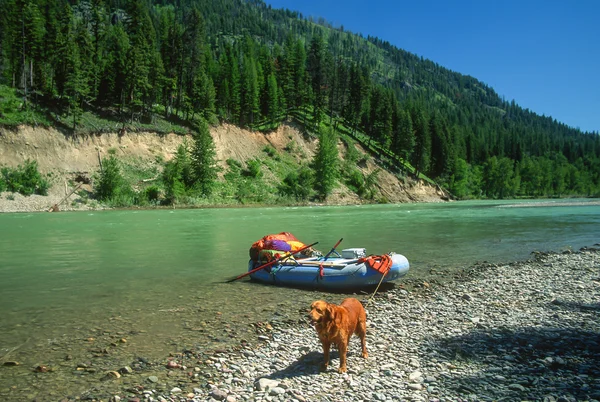 Big Male Golden Retriever Guarding the Raft