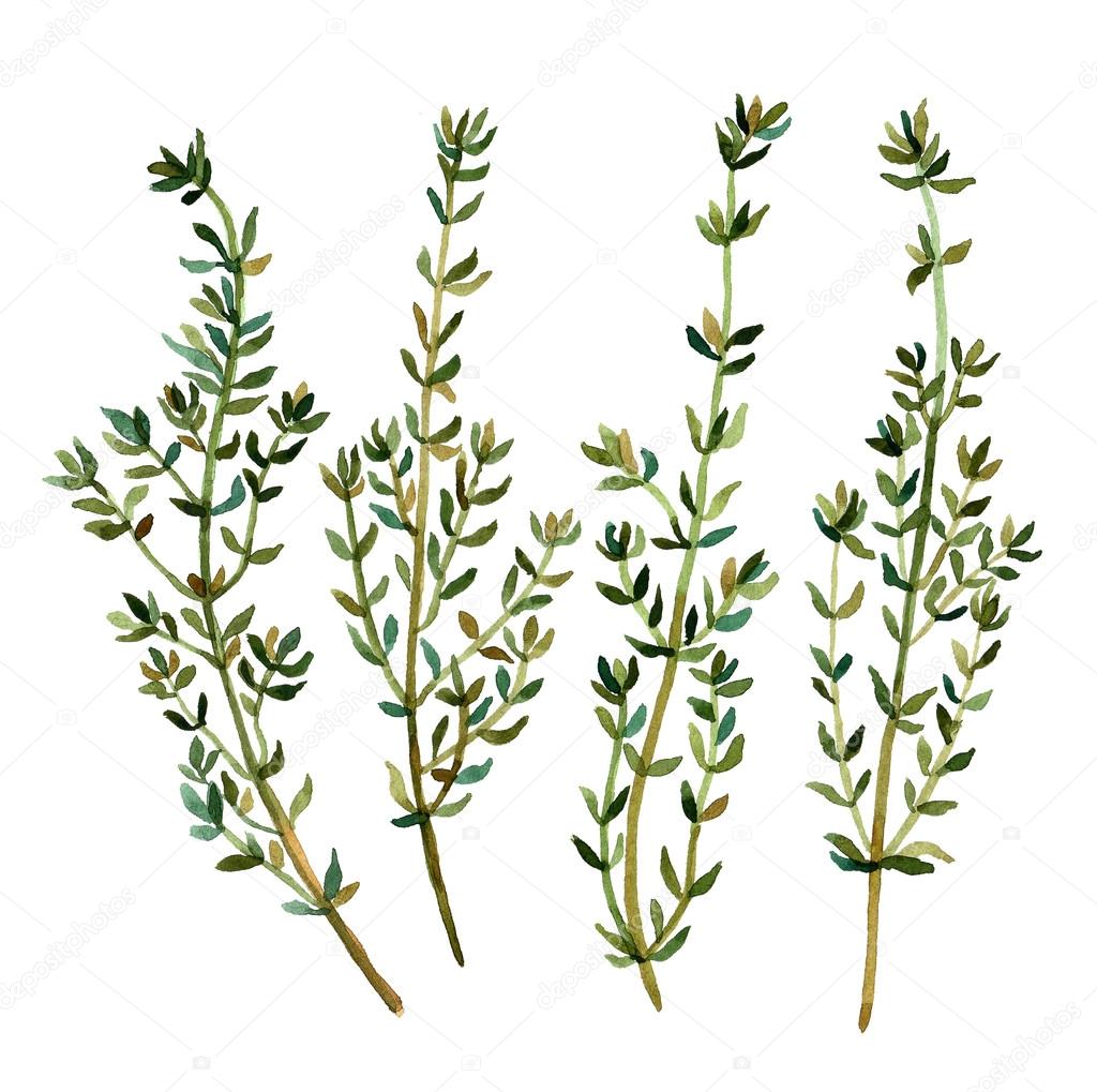 Thyme watercolor illustration. — Stock Photo © tabuday 110617132