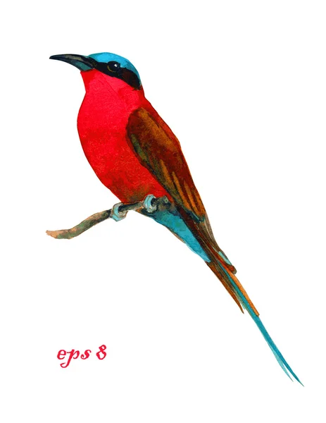 Exotic bird vector illustration