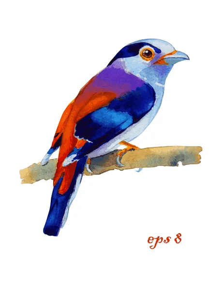 Vector exotic bird illustration