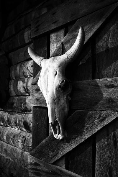 White bull skull hanging on a farm wooden barn wall. Dead animal head decoration of a western style bar. Black and white