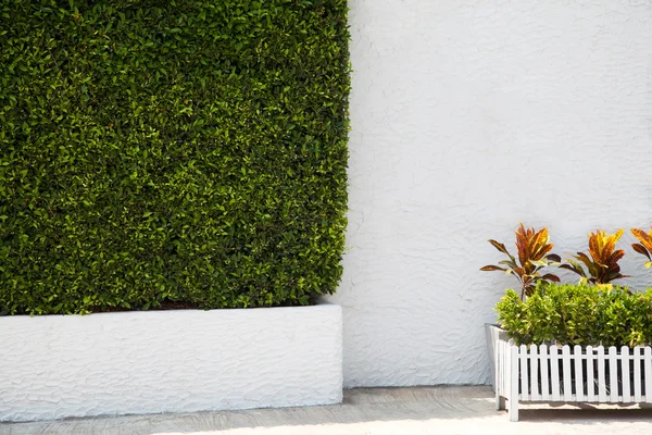Green hedge and potted plants next to a white wall in a park. Landscaping garden background with copy space
