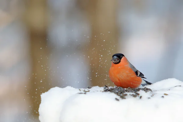 Bullfinch on the snow in winter