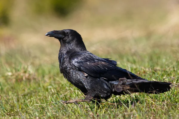 Raven walking on the field