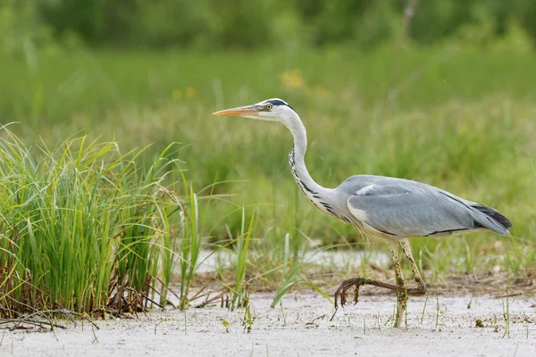 Gray Heron in the swamp