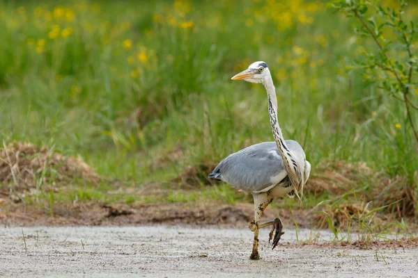 Gray Heron in the swamp