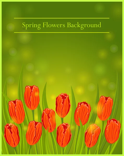 Spring Flowers Tulips Vector Illustration.