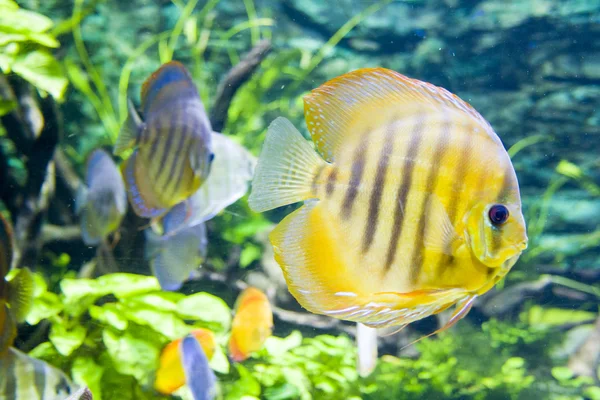 Yellow fish, underwater